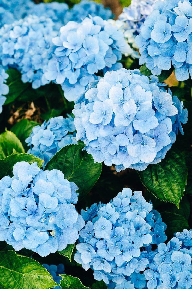 Eternal Elegance Blossom Array